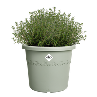 algarve cilindro 25cm thyme green